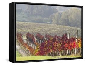 Europe, Italy, Tuscany. Autumn Vineyards in Bright Colors-Julie Eggers-Framed Stretched Canvas