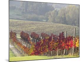 Europe, Italy, Tuscany. Autumn Vineyards in Bright Colors-Julie Eggers-Mounted Photographic Print