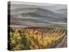 Europe, Italy, Tuscany. Autumn Vineyards in Bright Colors-Julie Eggers-Stretched Canvas