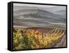 Europe, Italy, Tuscany. Autumn Vineyards in Bright Colors-Julie Eggers-Framed Stretched Canvas