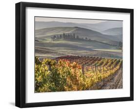 Europe, Italy, Tuscany. Autumn Vineyards in Bright Colors-Julie Eggers-Framed Premium Photographic Print