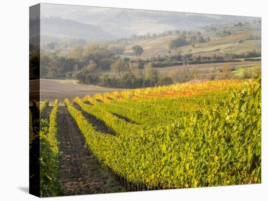 Europe, Italy, Tuscany. Autumn Vineyards in Bright Colors-Julie Eggers-Stretched Canvas