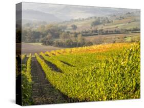 Europe, Italy, Tuscany. Autumn Vineyards in Bright Colors-Julie Eggers-Stretched Canvas