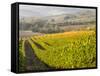 Europe, Italy, Tuscany. Autumn Vineyards in Bright Colors-Julie Eggers-Framed Stretched Canvas