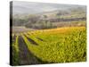 Europe, Italy, Tuscany. Autumn Vineyards in Bright Colors-Julie Eggers-Stretched Canvas