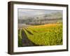Europe, Italy, Tuscany. Autumn Vineyards in Bright Colors-Julie Eggers-Framed Premium Photographic Print