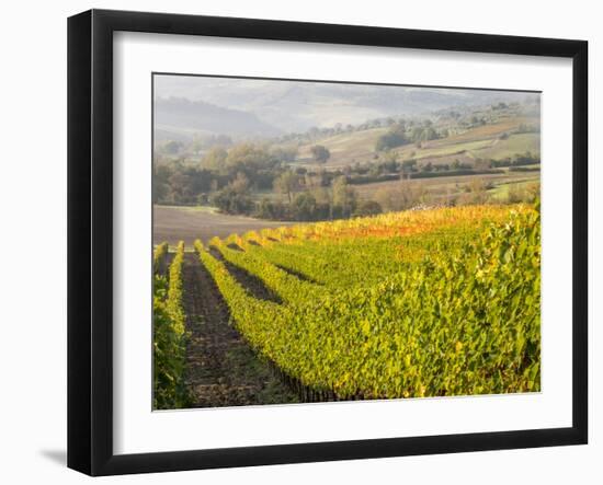 Europe, Italy, Tuscany. Autumn Vineyards in Bright Colors-Julie Eggers-Framed Premium Photographic Print