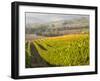 Europe, Italy, Tuscany. Autumn Vineyards in Bright Colors-Julie Eggers-Framed Premium Photographic Print