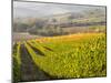 Europe, Italy, Tuscany. Autumn Vineyards in Bright Colors-Julie Eggers-Mounted Premium Photographic Print