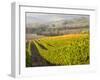 Europe, Italy, Tuscany. Autumn Vineyards in Bright Colors-Julie Eggers-Framed Photographic Print