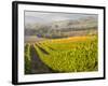 Europe, Italy, Tuscany. Autumn Vineyards in Bright Colors-Julie Eggers-Framed Photographic Print