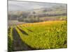 Europe, Italy, Tuscany. Autumn Vineyards in Bright Colors-Julie Eggers-Mounted Photographic Print