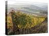 Europe, Italy, Tuscany. Autumn Vineyards in Bright Colors-Julie Eggers-Stretched Canvas