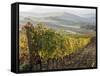 Europe, Italy, Tuscany. Autumn Vineyards in Bright Colors-Julie Eggers-Framed Stretched Canvas