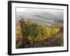 Europe, Italy, Tuscany. Autumn Vineyards in Bright Colors-Julie Eggers-Framed Photographic Print