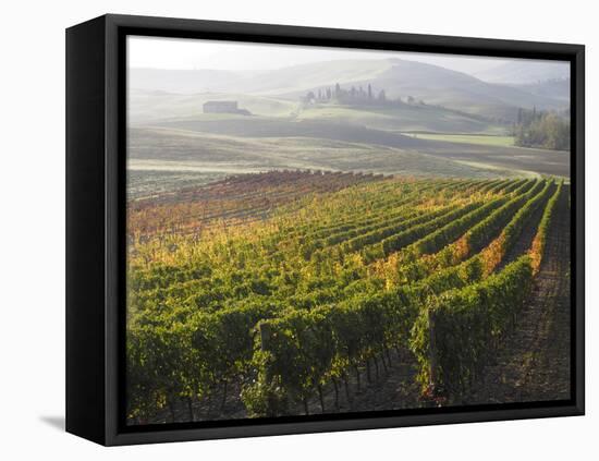 Europe, Italy, Tuscany. Autumn Vineyards in Bright Colors-Julie Eggers-Framed Stretched Canvas