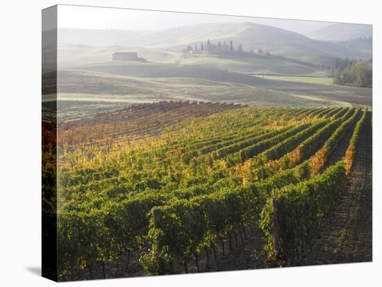 Europe, Italy, Tuscany. Autumn Vineyards in Bright Colors-Julie Eggers-Stretched Canvas