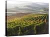 Europe, Italy, Tuscany. Autumn Vineyards in Bright Colors-Julie Eggers-Stretched Canvas