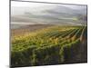 Europe, Italy, Tuscany. Autumn Vineyards in Bright Colors-Julie Eggers-Mounted Premium Photographic Print