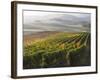 Europe, Italy, Tuscany. Autumn Vineyards in Bright Colors-Julie Eggers-Framed Photographic Print