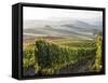 Europe, Italy, Tuscany. Autumn Vineyards in Bright Colors-Julie Eggers-Framed Stretched Canvas