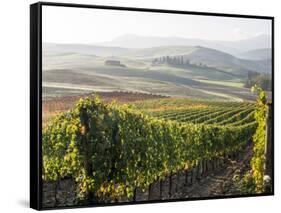 Europe, Italy, Tuscany. Autumn Vineyards in Bright Colors-Julie Eggers-Framed Stretched Canvas