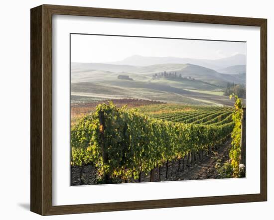 Europe, Italy, Tuscany. Autumn Vineyards in Bright Colors-Julie Eggers-Framed Photographic Print