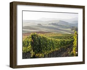 Europe, Italy, Tuscany. Autumn Vineyards in Bright Colors-Julie Eggers-Framed Photographic Print