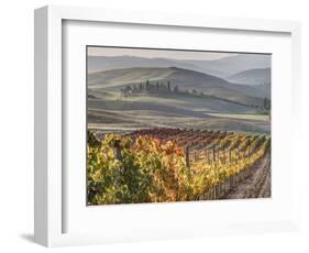 Europe, Italy, Tuscany. Autumn Vineyards in Bright Colors-Julie Eggers-Framed Photographic Print