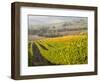 Europe, Italy, Tuscany. Autumn Vineyards in Bright Colors-Julie Eggers-Framed Photographic Print