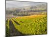 Europe, Italy, Tuscany. Autumn Vineyards in Bright Colors-Julie Eggers-Mounted Photographic Print