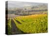 Europe, Italy, Tuscany. Autumn Vineyards in Bright Colors-Julie Eggers-Stretched Canvas