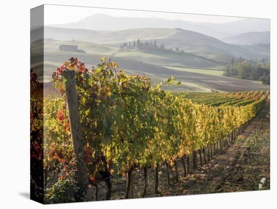 Europe, Italy, Tuscany. Autumn Vineyards in Bright Colors-Julie Eggers-Stretched Canvas