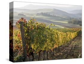 Europe, Italy, Tuscany. Autumn Vineyards in Bright Colors-Julie Eggers-Stretched Canvas