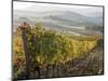 Europe, Italy, Tuscany. Autumn Vineyards in Bright Colors-Julie Eggers-Mounted Photographic Print