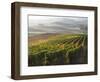 Europe, Italy, Tuscany. Autumn Vineyards in Bright Colors-Julie Eggers-Framed Photographic Print