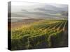 Europe, Italy, Tuscany. Autumn Vineyards in Bright Colors-Julie Eggers-Stretched Canvas