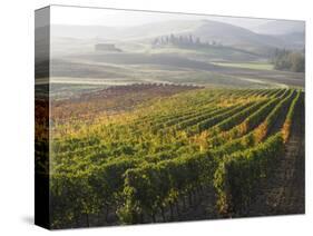 Europe, Italy, Tuscany. Autumn Vineyards in Bright Colors-Julie Eggers-Stretched Canvas