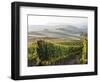 Europe, Italy, Tuscany. Autumn Vineyards in Bright Colors-Julie Eggers-Framed Photographic Print