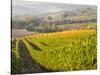 Europe, Italy, Tuscany. Autumn Vineyards in Bright Colors-Julie Eggers-Stretched Canvas