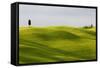 Europe, Italy, Tuscany. Cypress Tree and Wheat Fields-Jaynes Gallery-Framed Stretched Canvas