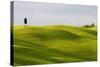 Europe, Italy, Tuscany. Cypress Tree and Wheat Fields-Jaynes Gallery-Stretched Canvas