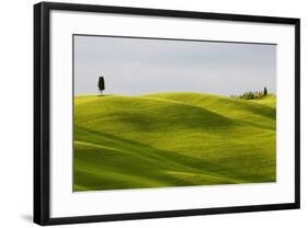 Europe, Italy, Tuscany. Cypress Tree and Wheat Fields-Jaynes Gallery-Framed Photographic Print