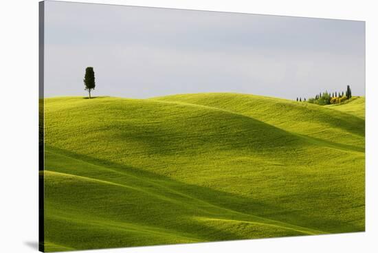 Europe, Italy, Tuscany. Cypress Tree and Wheat Fields-Jaynes Gallery-Stretched Canvas