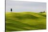 Europe, Italy, Tuscany. Cypress Tree and Wheat Fields-Jaynes Gallery-Stretched Canvas