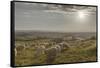 Europe, Italy, Tuscany, Near Siena, Le Crete, Flock of Sheep, Back Light Photography-Gerhard Wild-Framed Stretched Canvas