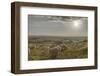 Europe, Italy, Tuscany, Near Siena, Le Crete, Flock of Sheep, Back Light Photography-Gerhard Wild-Framed Photographic Print