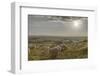 Europe, Italy, Tuscany, Near Siena, Le Crete, Flock of Sheep, Back Light Photography-Gerhard Wild-Framed Photographic Print