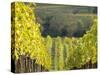 Europe, Italy, Tuscany. Rolling Hills of Vineyard in Autumn Colors-Julie Eggers-Stretched Canvas