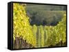 Europe, Italy, Tuscany. Rolling Hills of Vineyard in Autumn Colors-Julie Eggers-Framed Stretched Canvas